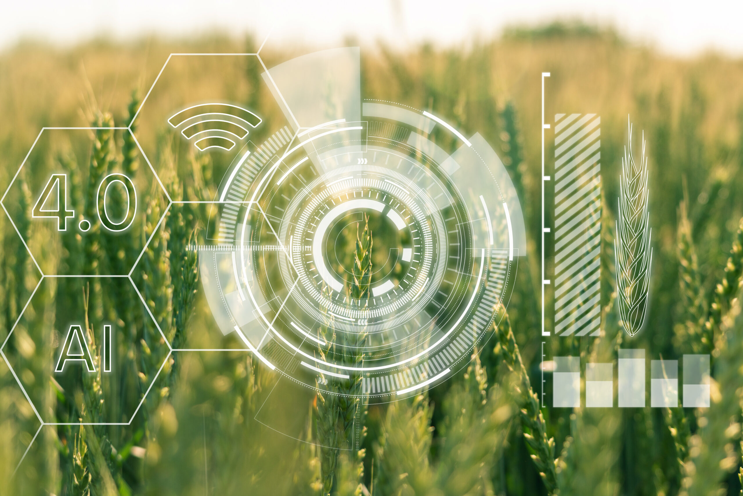 Ears of wheat with infographics. Smart farming and precision agr